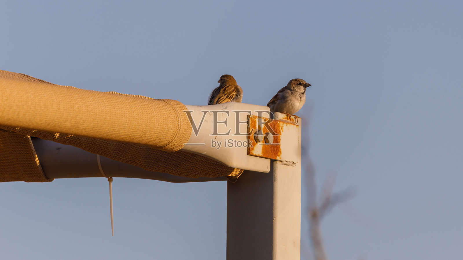 一对小麻雀的景色照片摄影图片