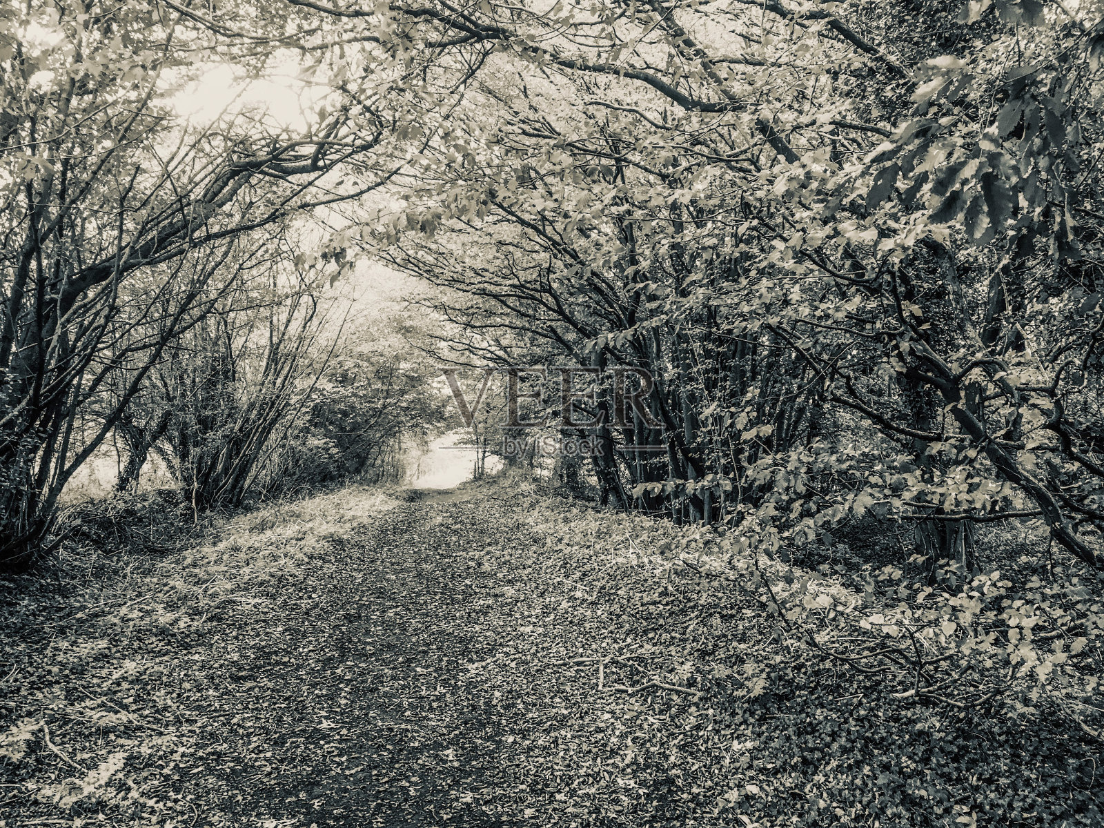 沿着埃尔姆·萨福克郡南行到大教堂照片摄影图片