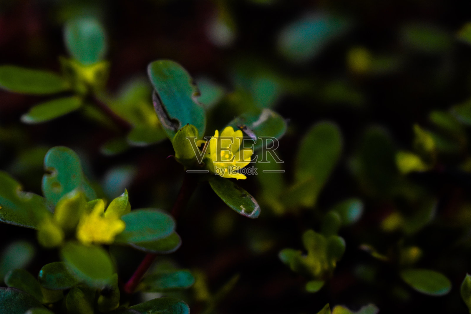 荷花黄色，绿叶环绕照片摄影图片