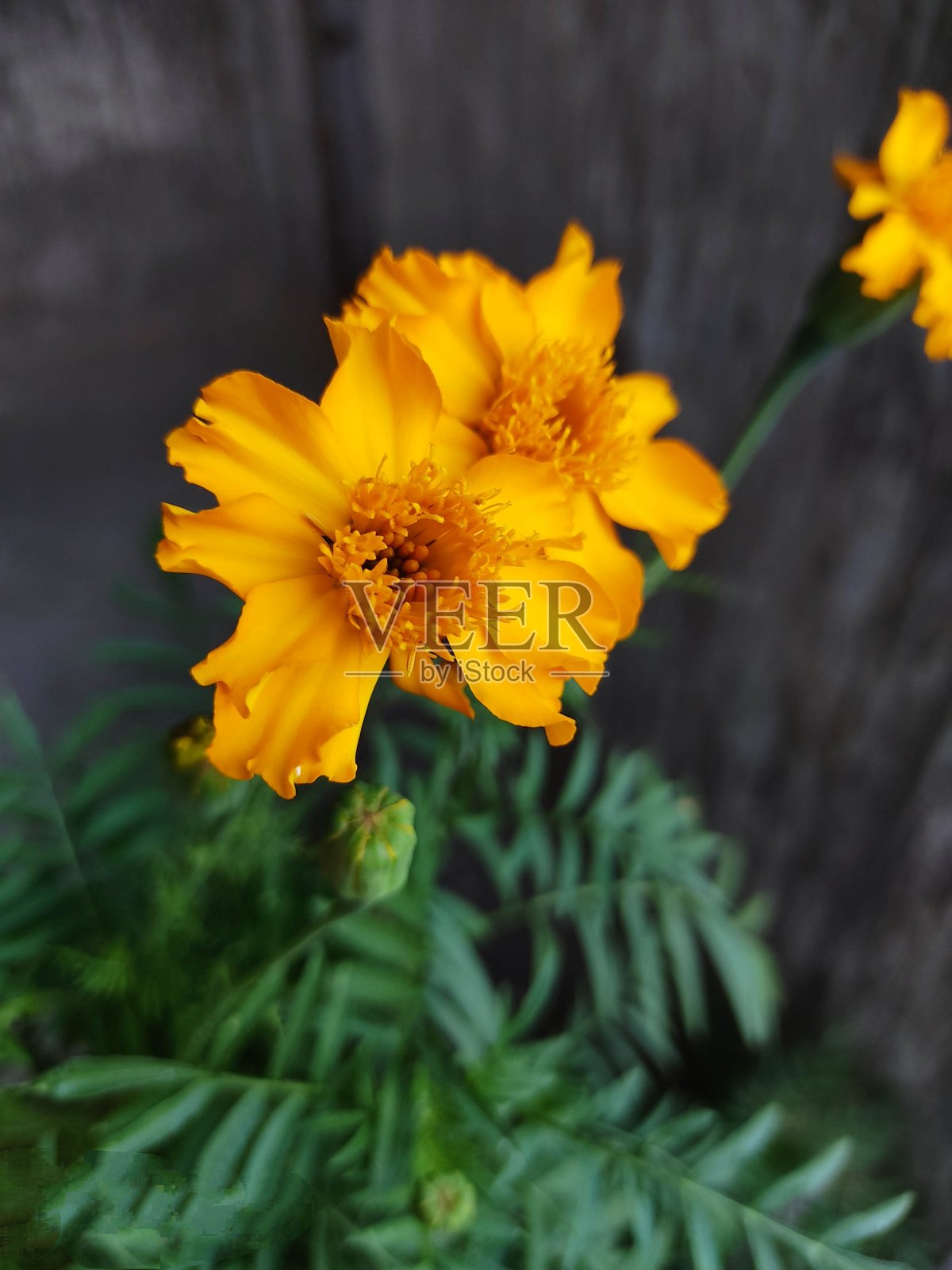 黄色的金盏花花照片摄影图片