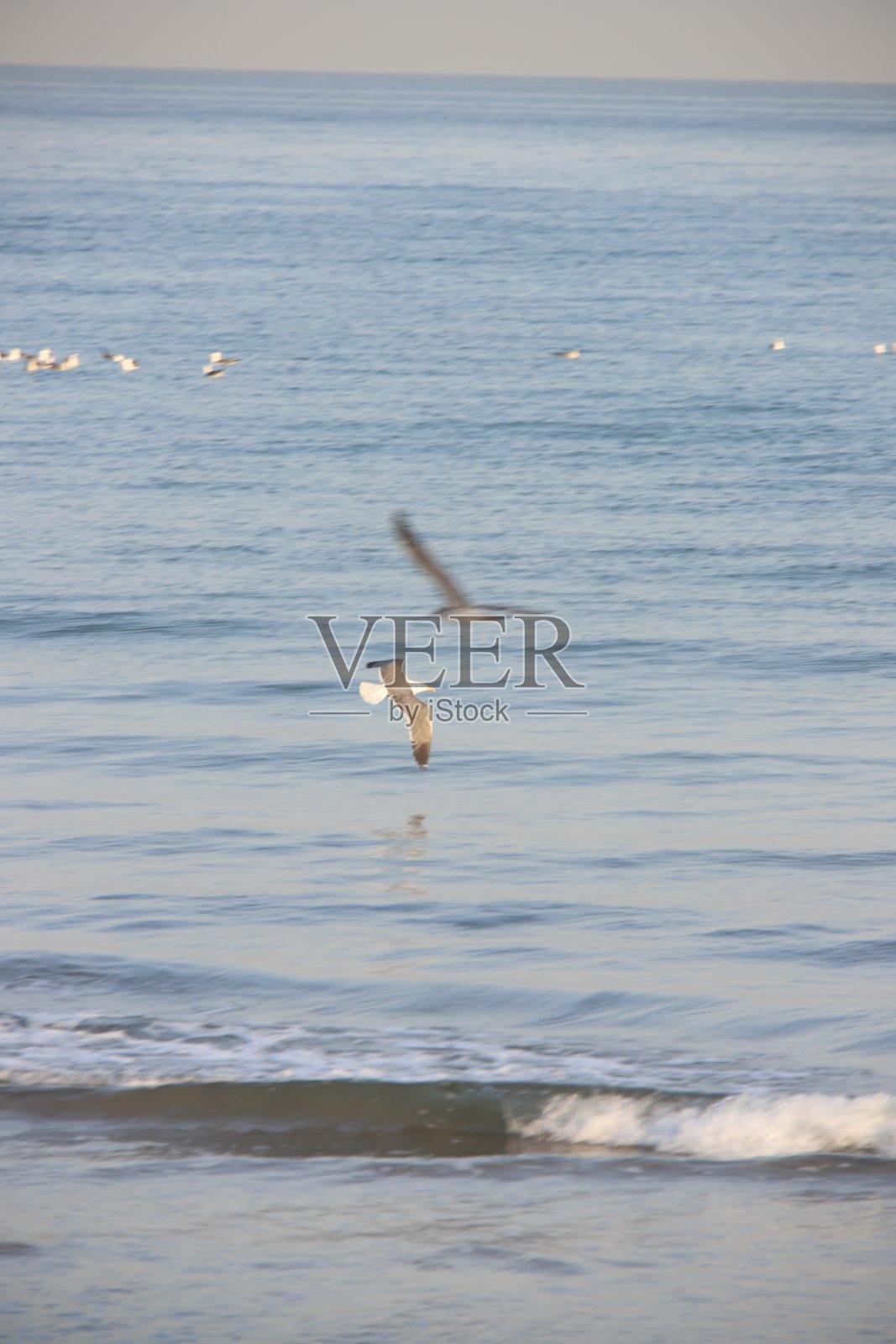 阿曼的海鸥照片摄影图片