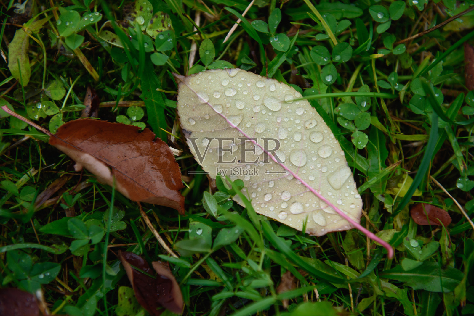 秋天的叶子照片摄影图片