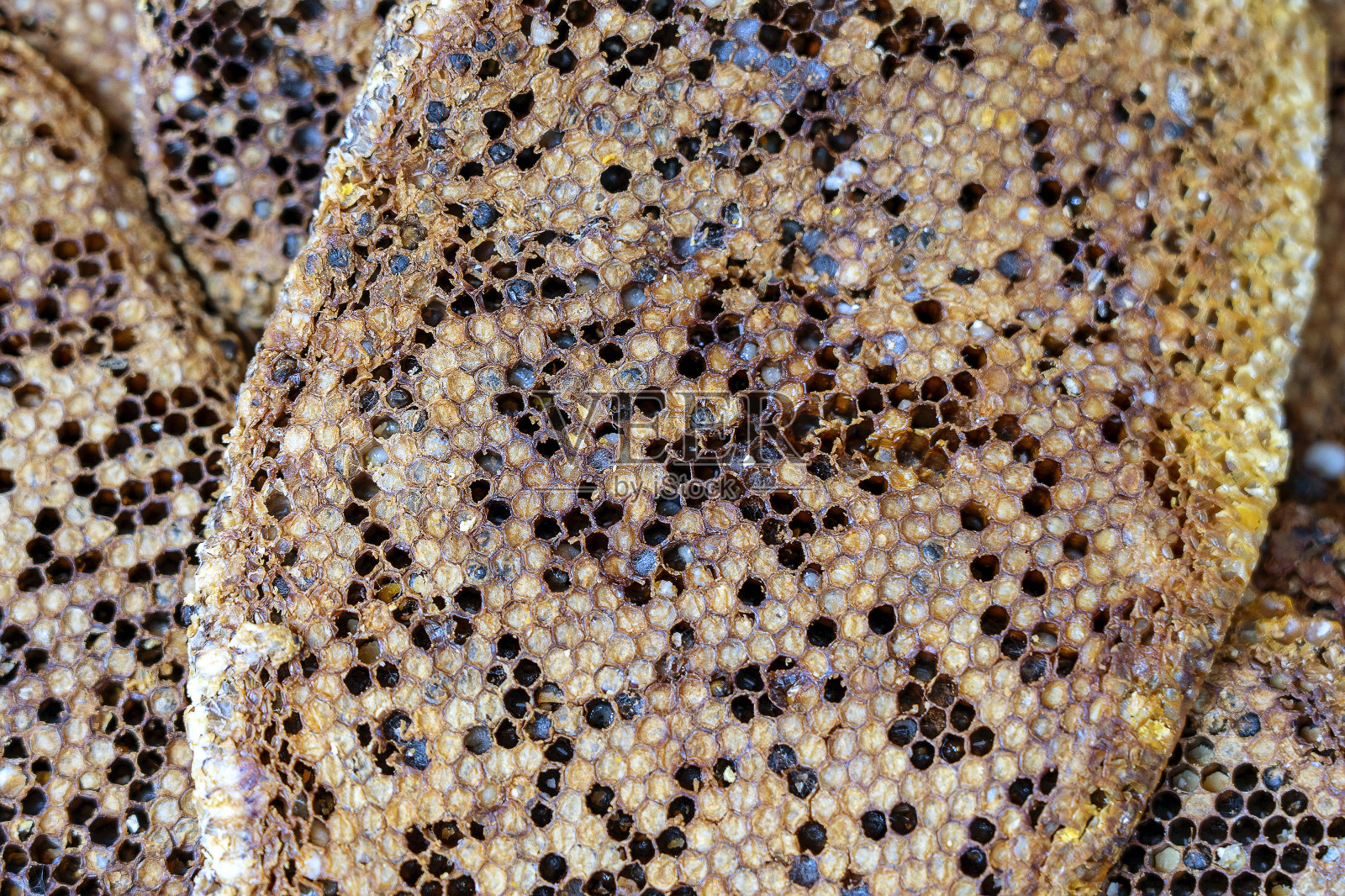 近距离观察蜂巢与甜蜂蜜从野蜜蜂。以甜蜂蜜为背景的蜂窝。印尼照片摄影图片