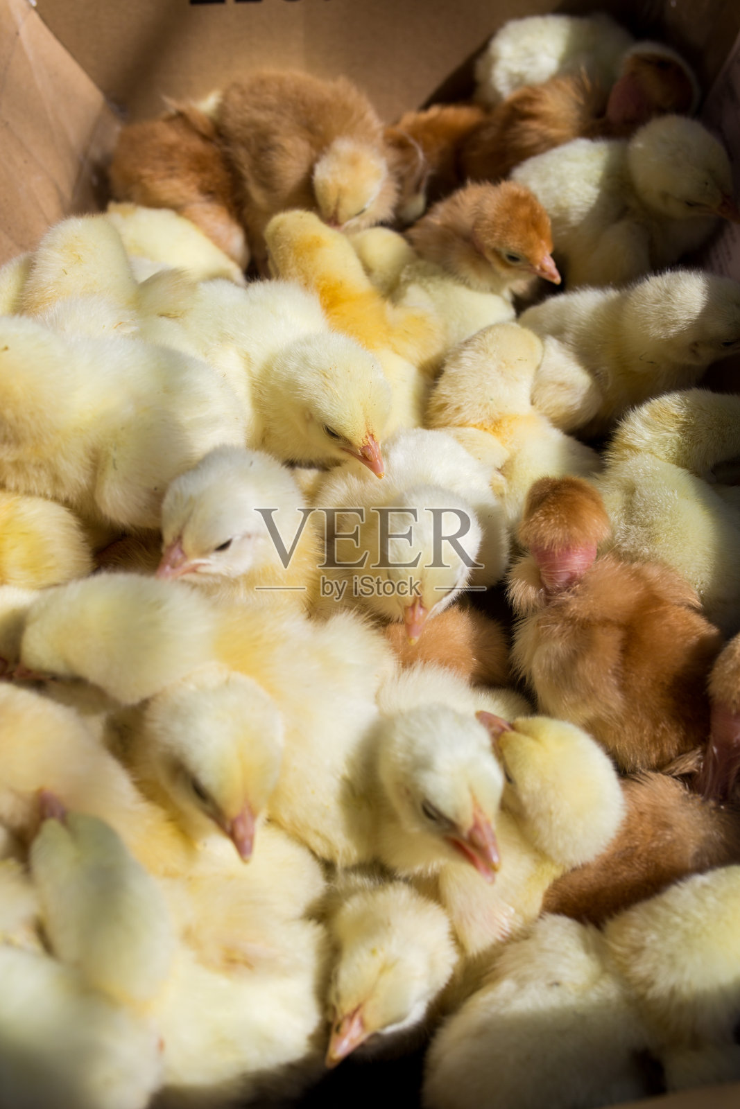 小黄鸡俯视图。一群白天可爱美丽的小鸡照片摄影图片