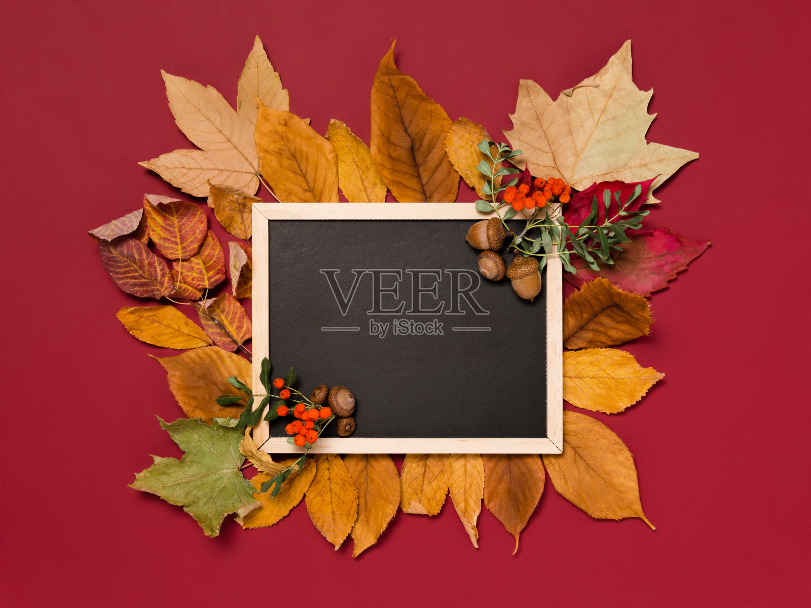 秋季模板:在红色和黄色的落叶堆上的空白黑板，花楸树枝和浆果在红色的背景上照片摄影图片