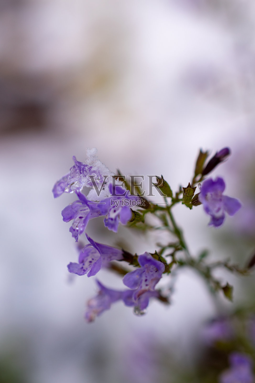 紫花伴初雪照片摄影图片