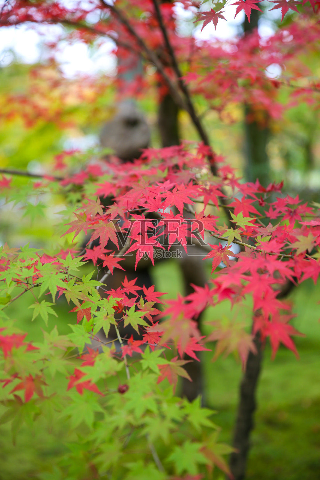 秋天的落叶照片摄影图片