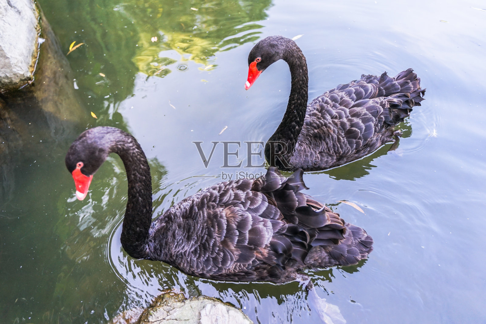 黑天鹅在水里游泳照片摄影图片