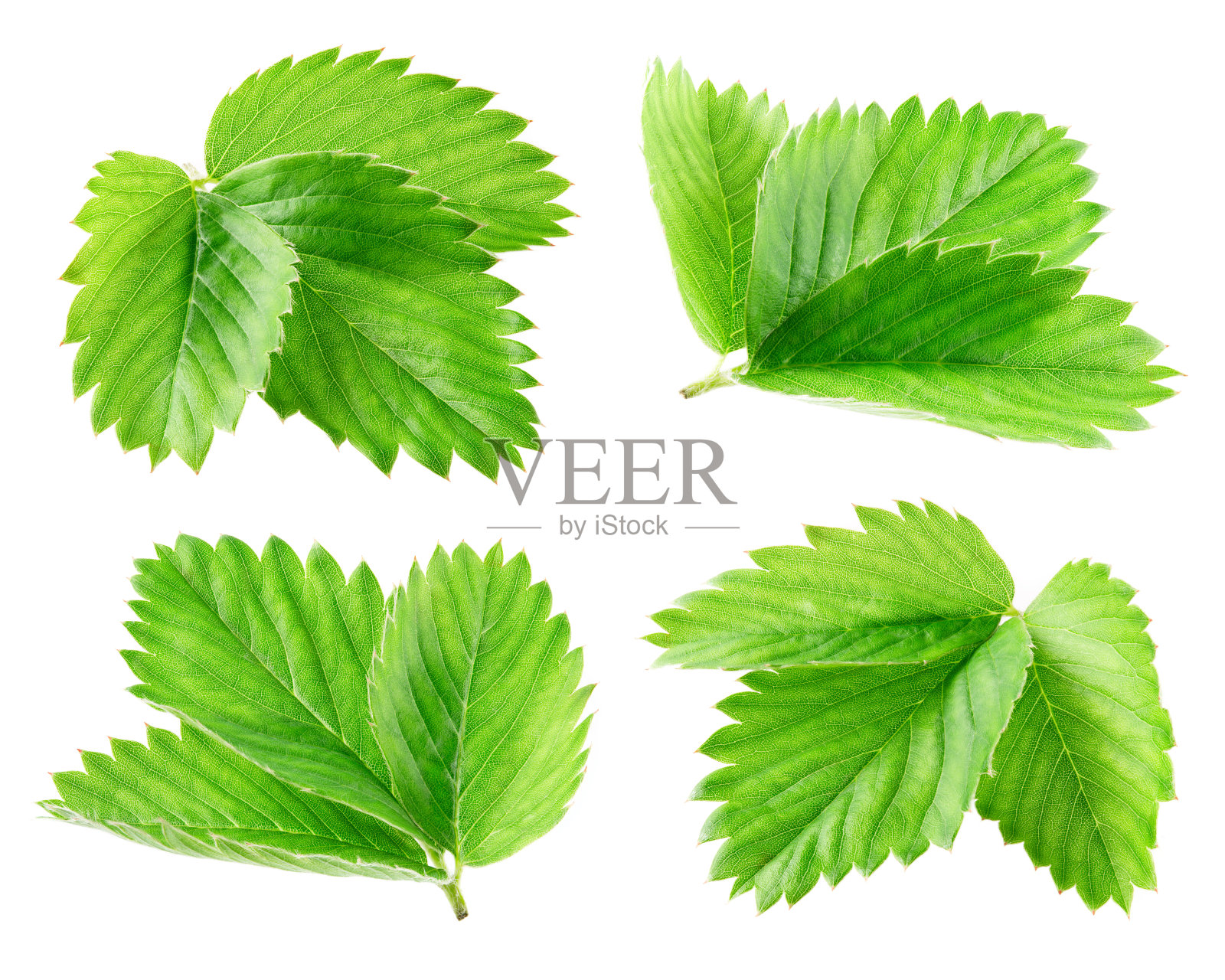 草莓叶片分离。白色背景上的草莓叶子。草莓分支。叶子。全景深。照片摄影图片