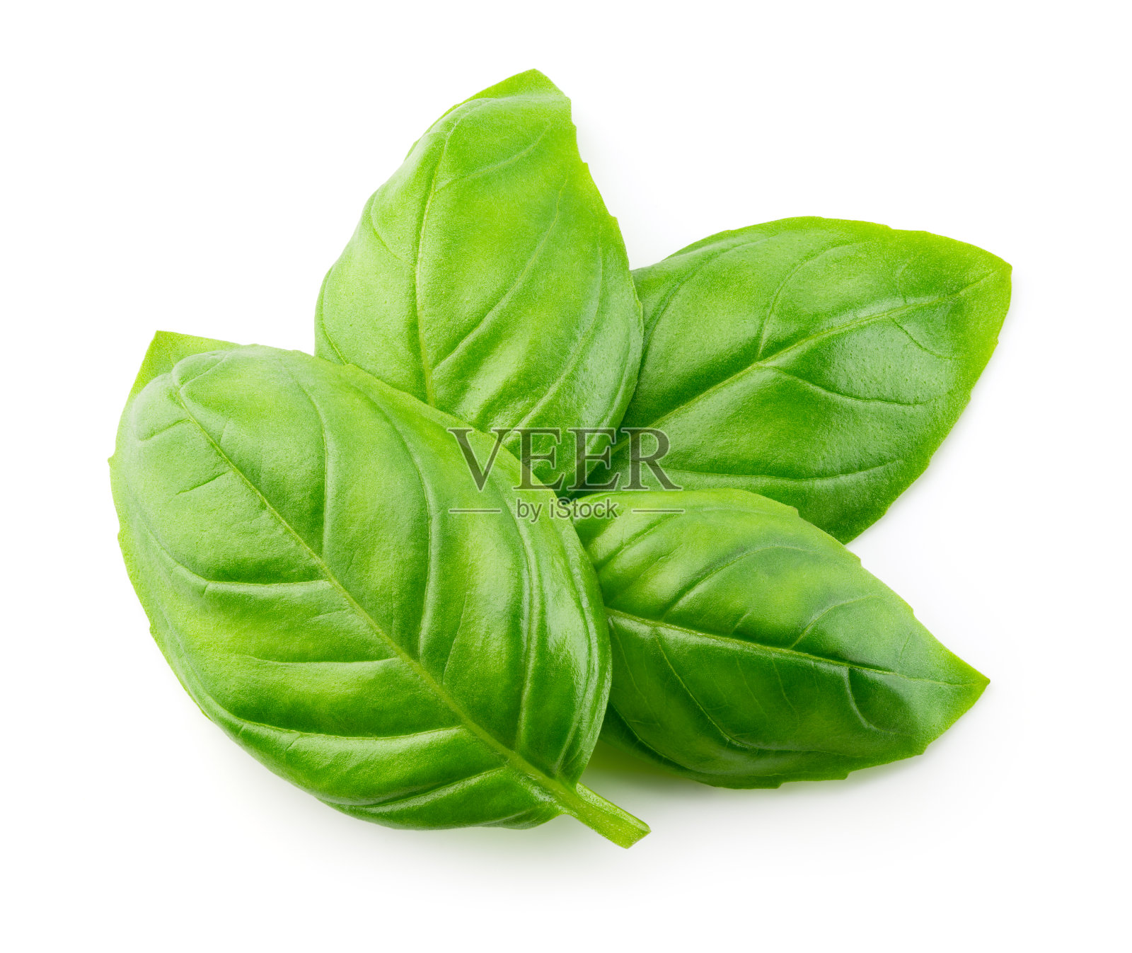 罗勒叶孤立。罗勒叶上白。罗勒叶俯视图。全景深。照片摄影图片