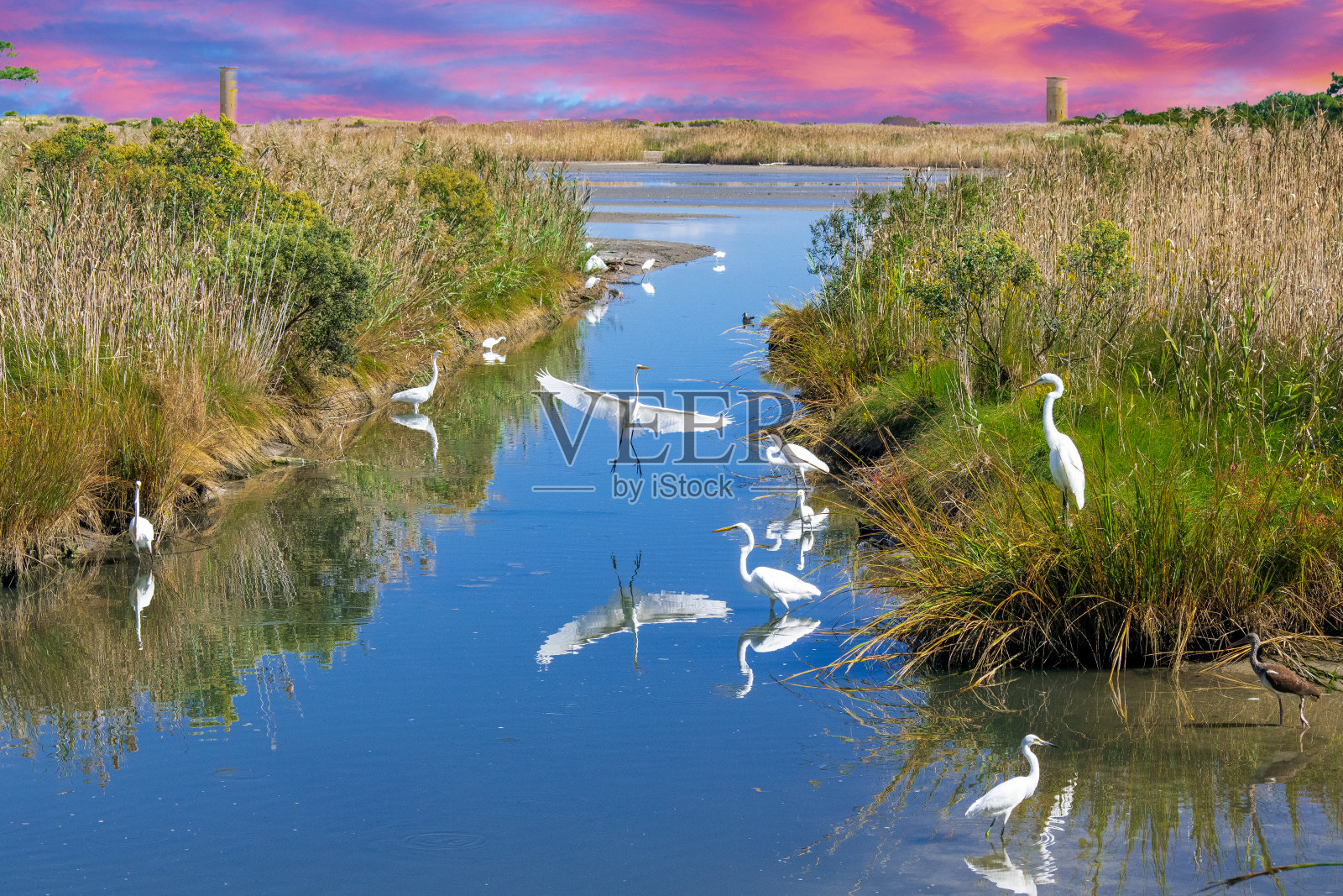 海岸线上的一群白鹭照片摄影图片