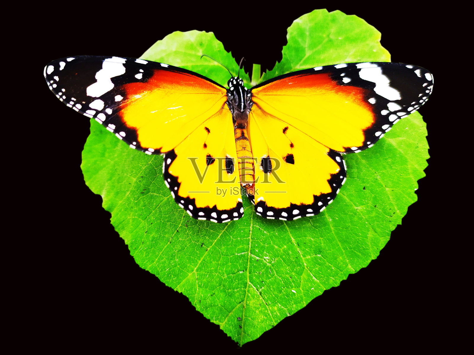 蝴蝶在叶子照片摄影图片