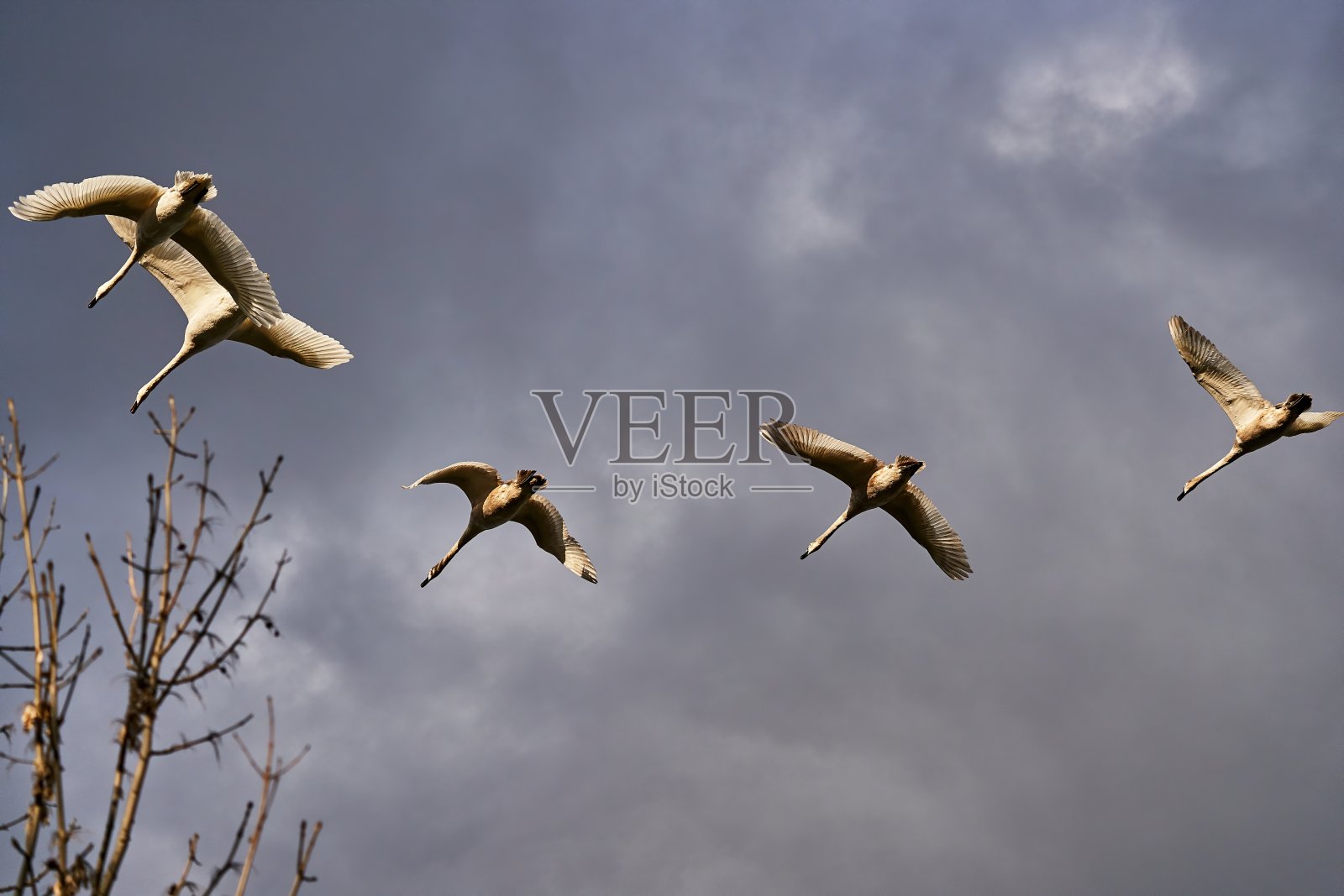 五只天鹅在多云的灰色天空中飞翔照片摄影图片