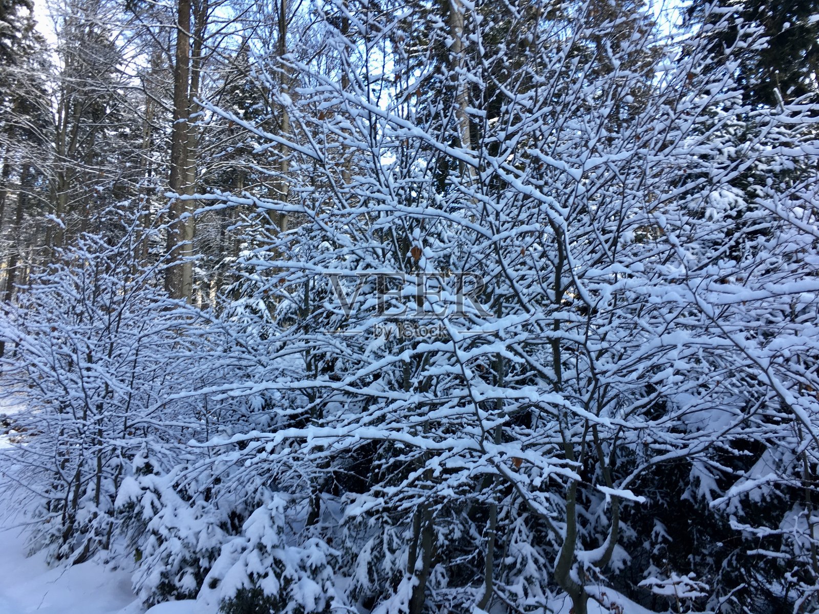 greater Arber, The Großer Arber, Great Arber(捷克语:Velký Javor)是巴伐利亚/波西米亚森林山脉的最高峰，位于巴伐利亚下部，海拔1455.5米。照片摄影图片