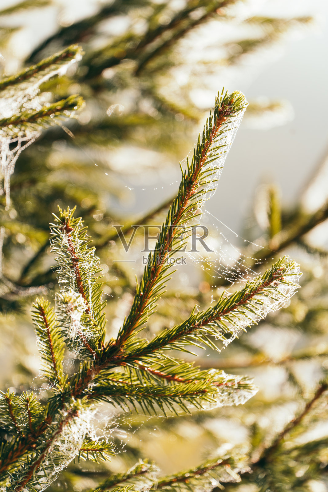 山上的云杉。树枝上覆盖着蜘蛛网照片摄影图片