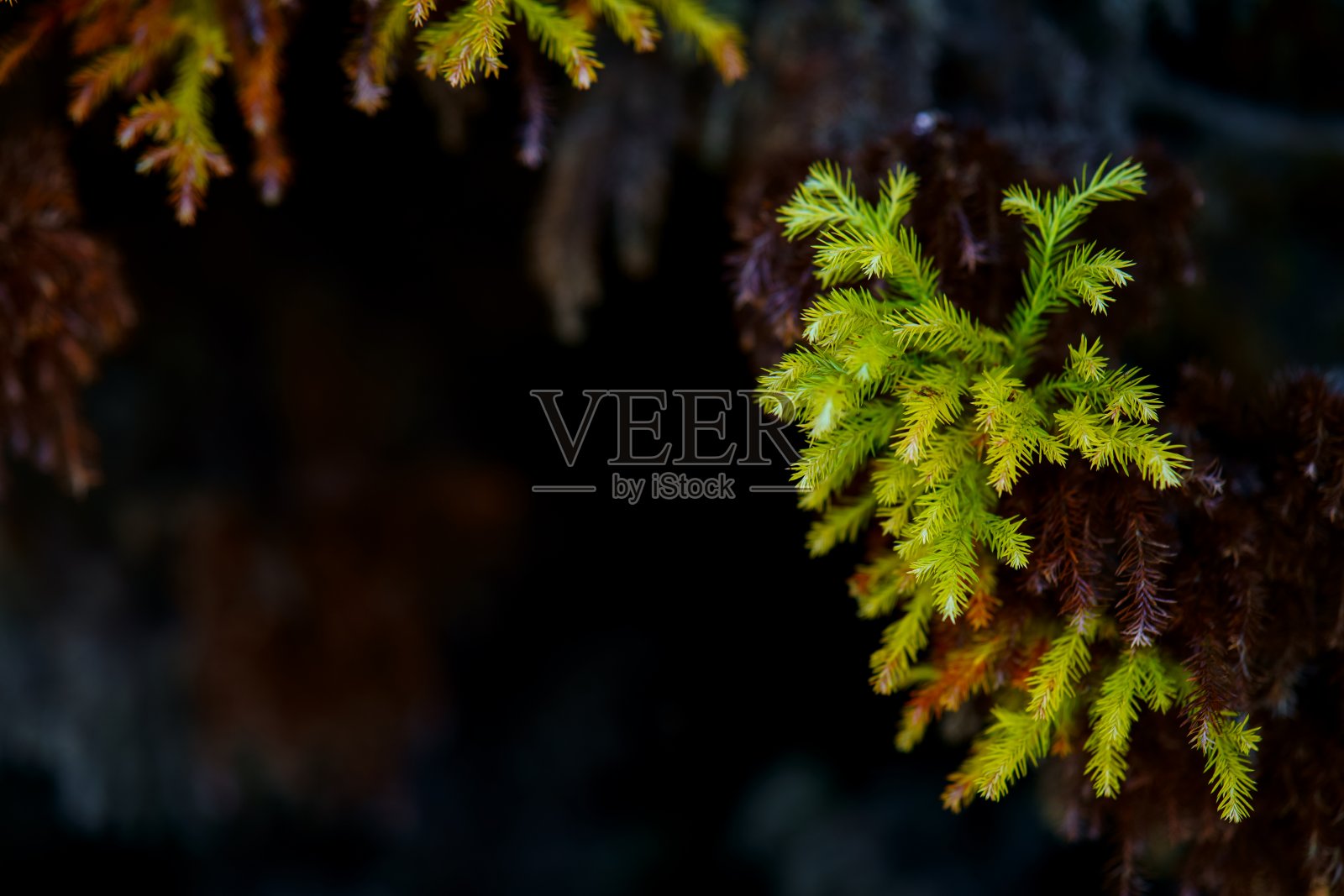 秋天的抽象背景照片摄影图片