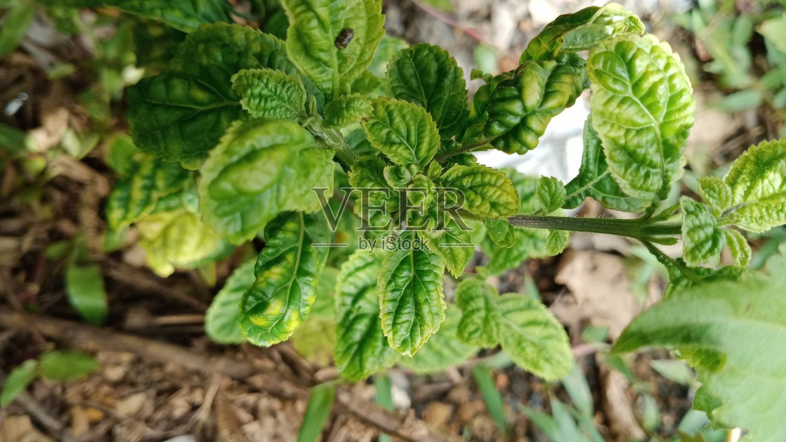 印度尼西亚帕罗亚齐山区的花之美照片摄影图片