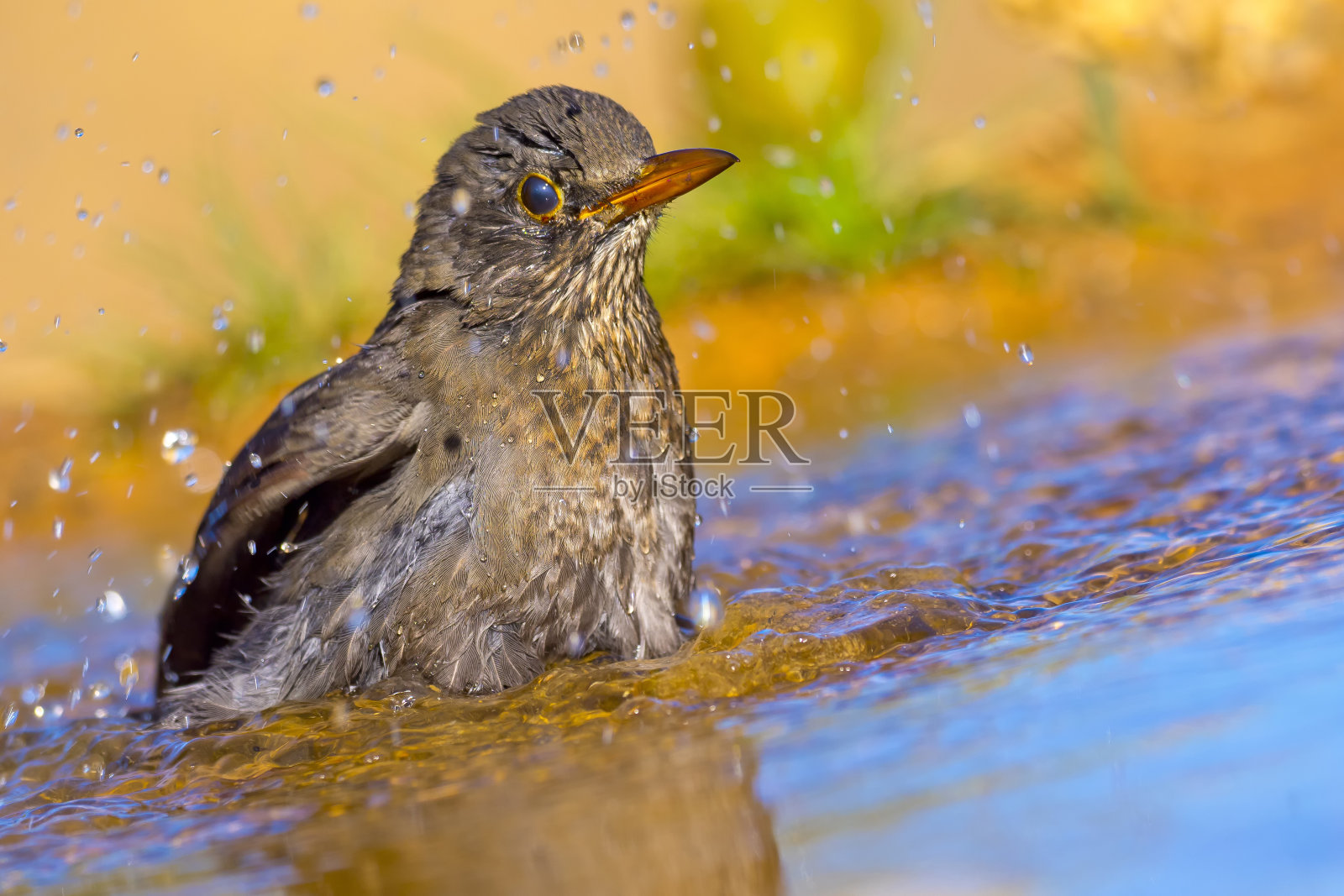 黑鸟，森林池塘，地中海森林，西班牙照片摄影图片