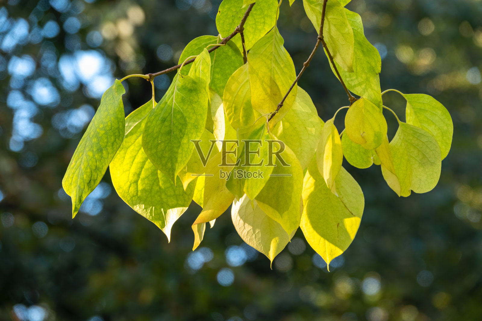 夕阳下，一片樱花树的绿叶模糊了背景。照片摄影图片
