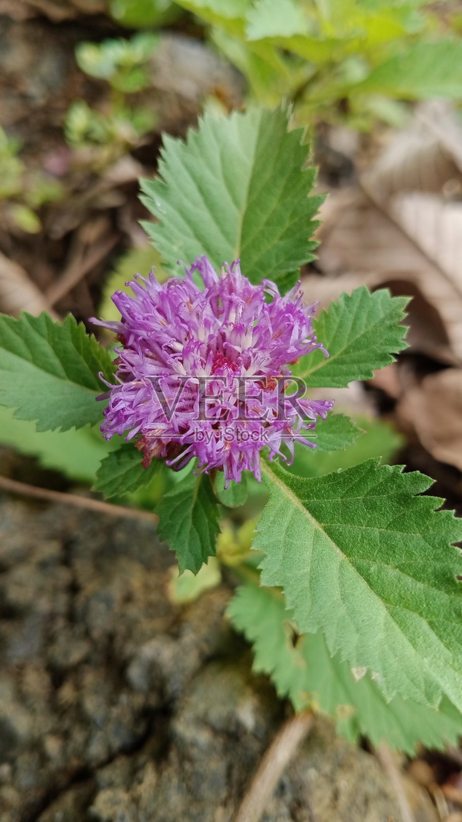印度尼西亚帕罗亚齐山区的花之美照片摄影图片