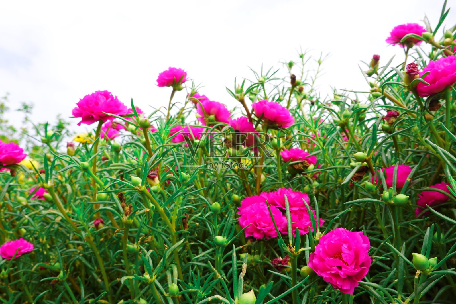 马齿苋苔玫瑰陈年膜花盛开照片摄影图片