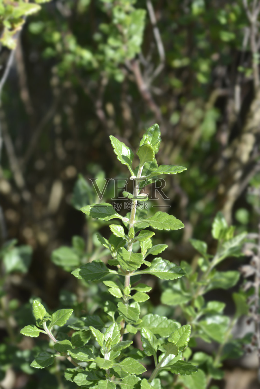 黄色的石蚕属植物的叶子照片摄影图片
