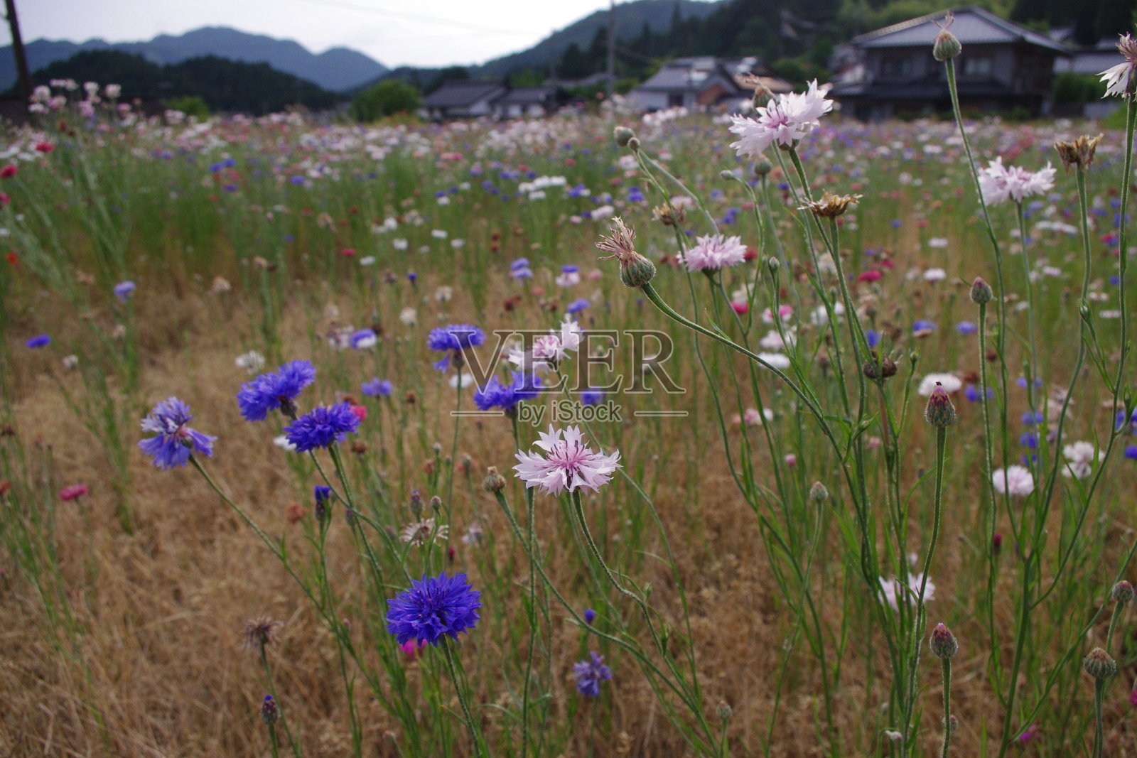 日本美丽的矢车菊田照片摄影图片