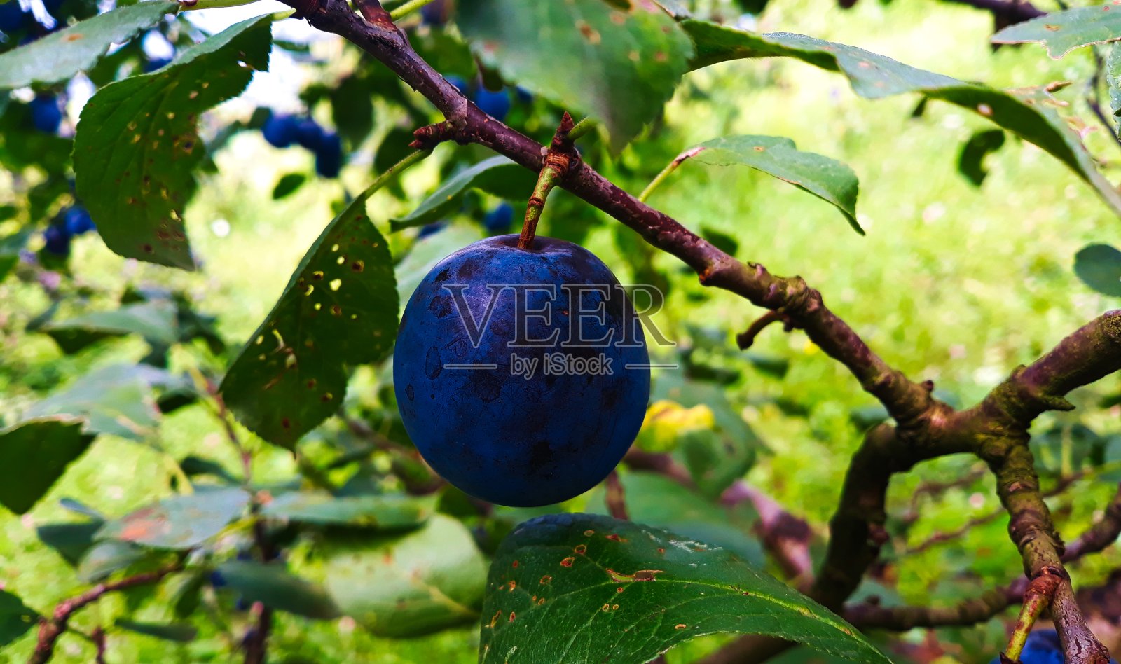 一颗成熟的李子在树枝上。漂亮的青梅在树枝上。扎维德维奇，波斯尼亚和黑塞哥维那。照片摄影图片