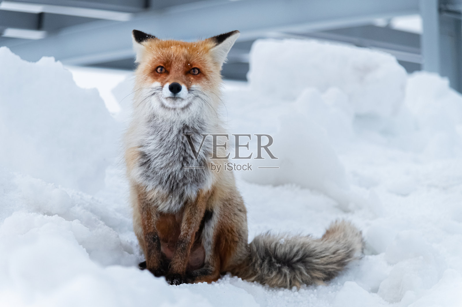 红狐在野狼的背景上形成了灰色的金属结构。晚上,特写照片摄影图片