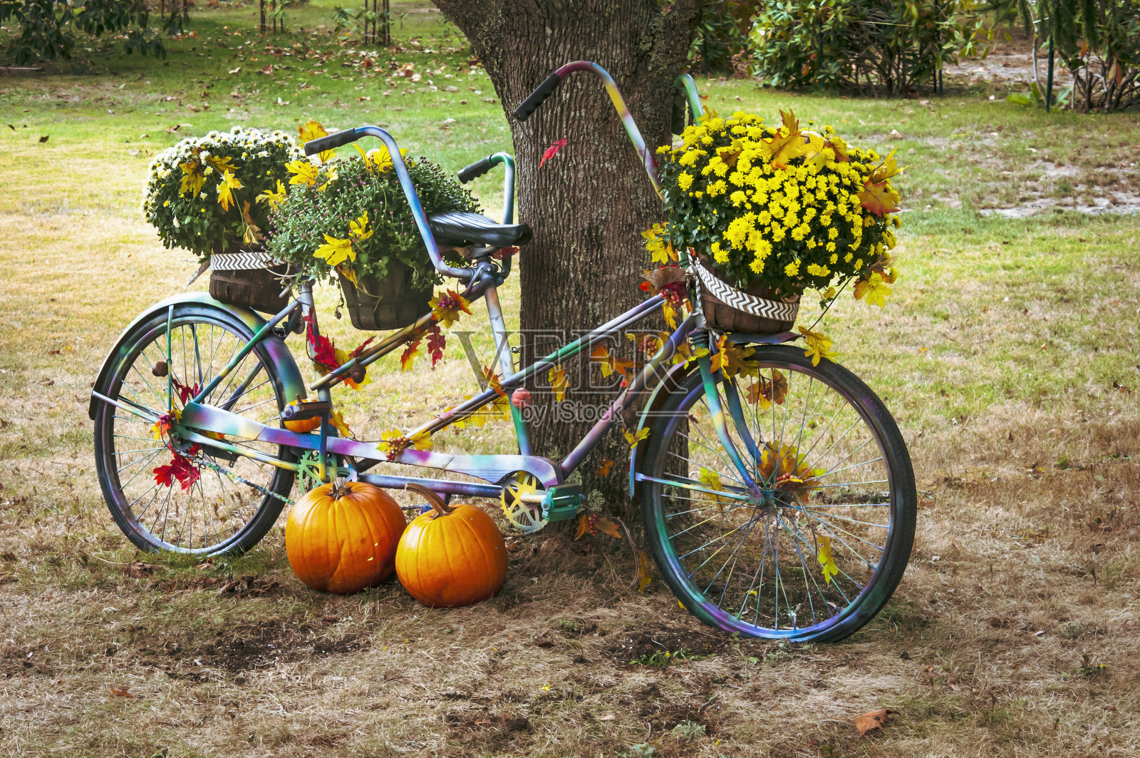 秋天串联照片摄影图片
