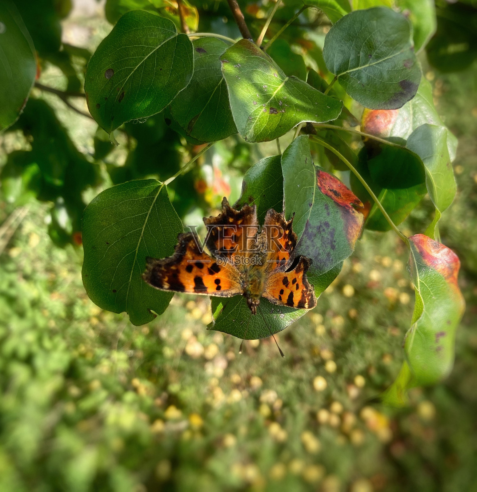 微距摄影中的蝴蝶照片摄影图片