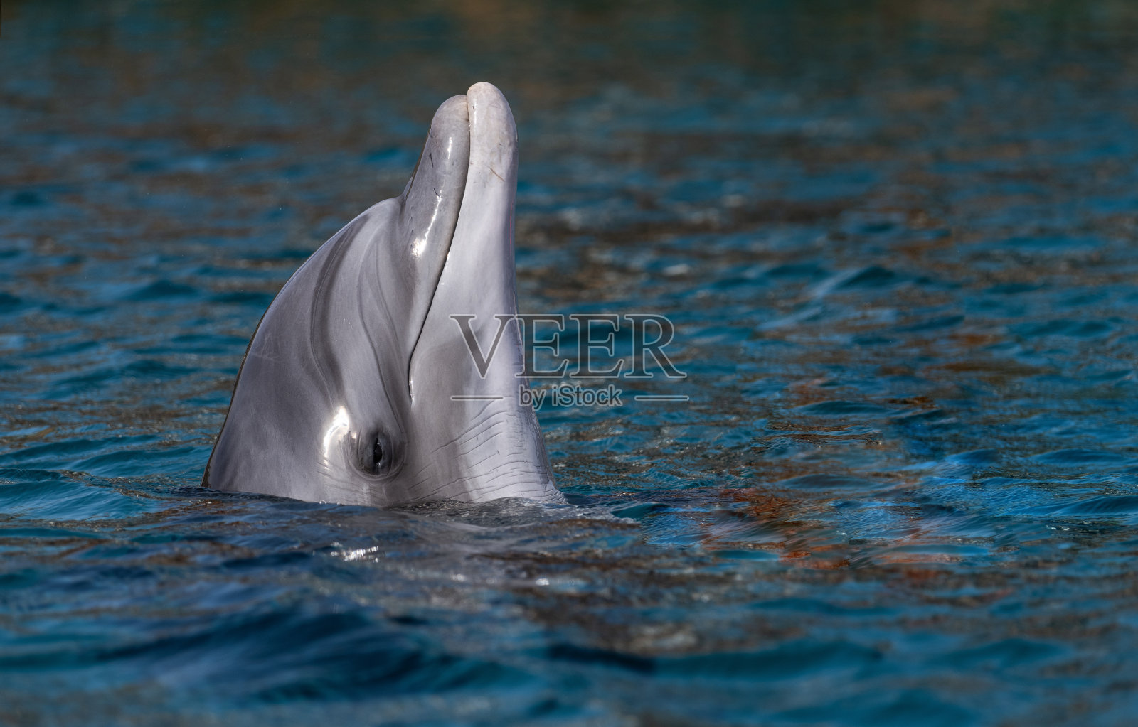 海洋中的海豚照片摄影图片