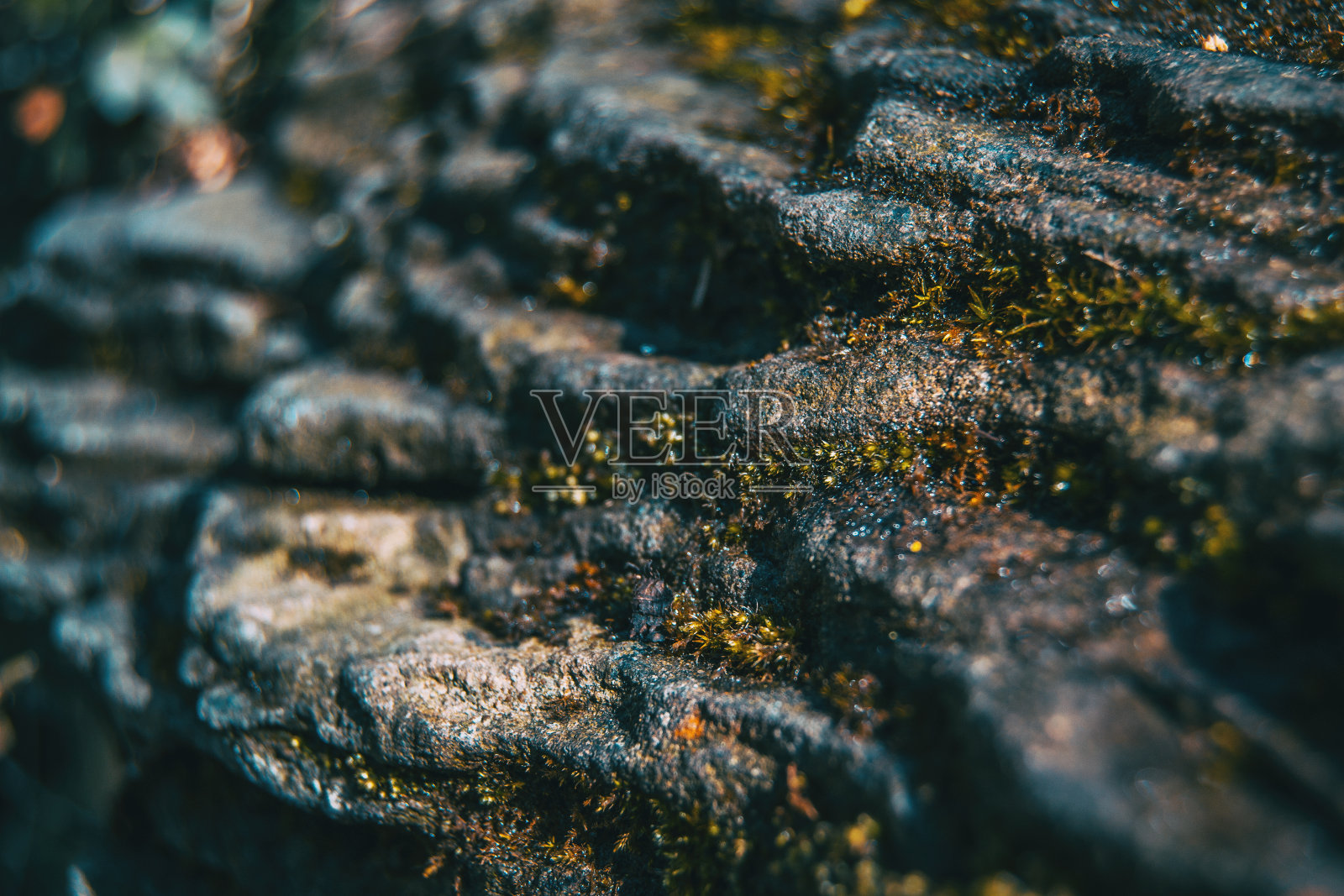 长满苔藓的地层照片摄影图片