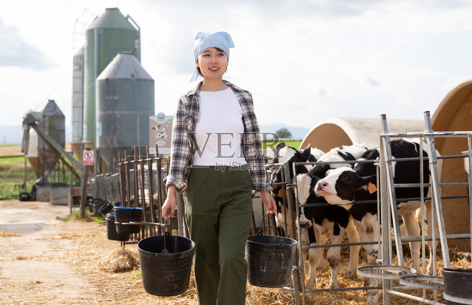 一位女农夫在农场喂养母牛，并清理它们照片摄影图片