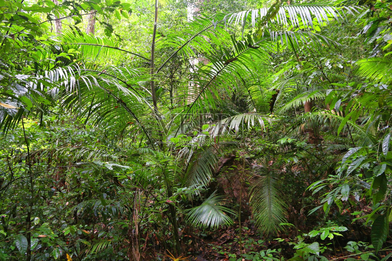 热带雨林植物照片摄影图片