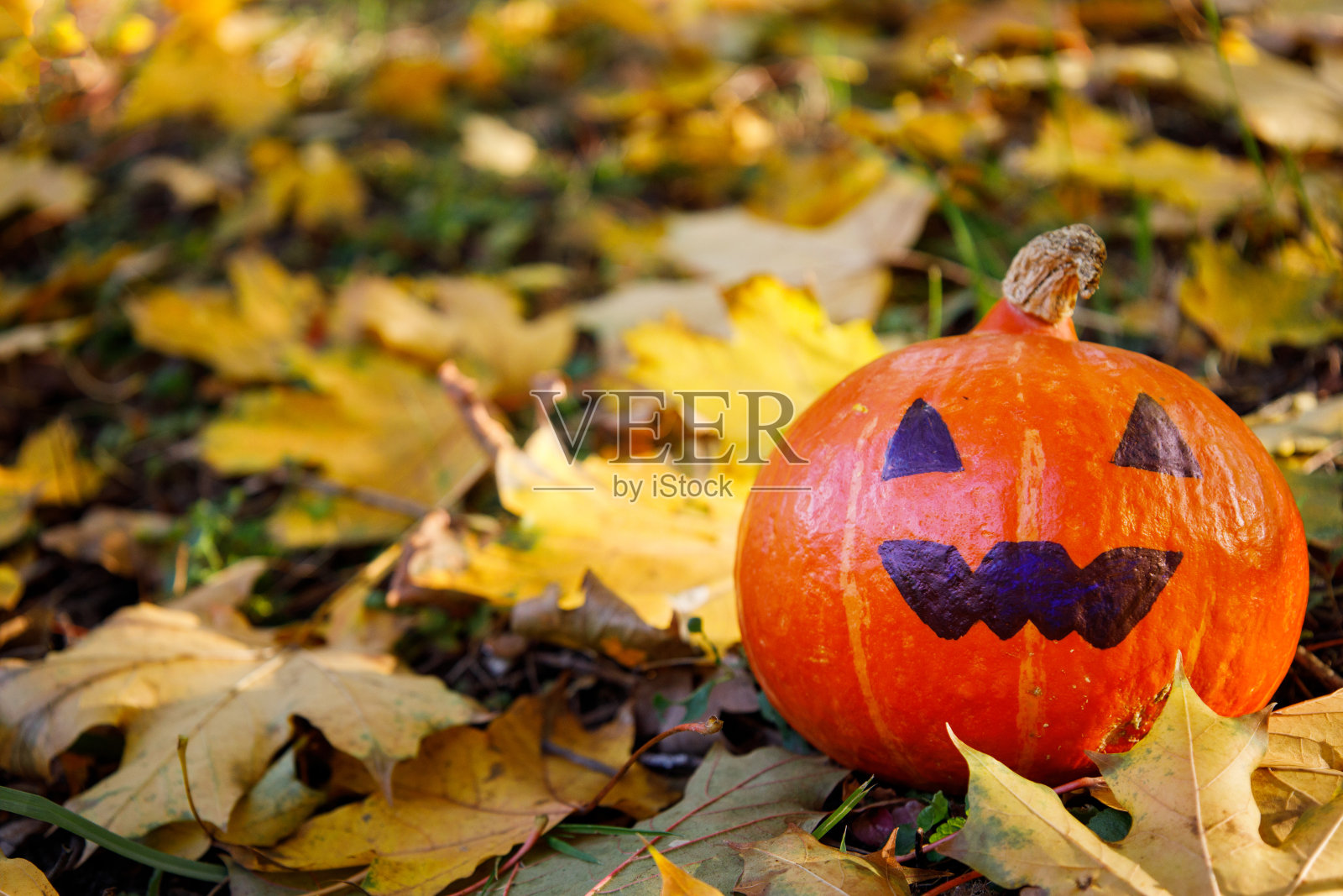 杰克南瓜站在草地和黄色的枫叶上照片摄影图片