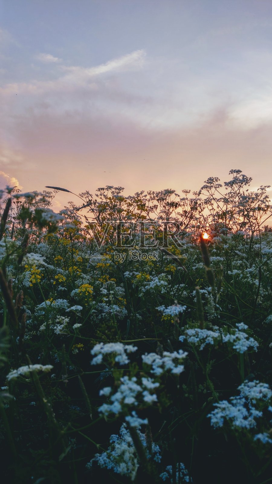 黎明如画的田野照片摄影图片