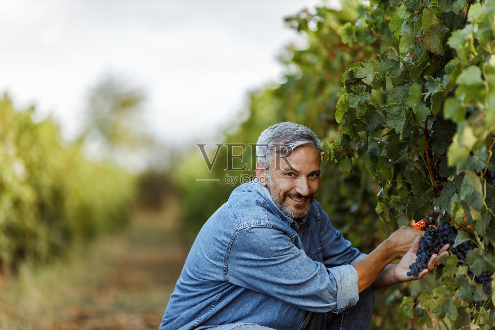 快乐的脸，工作，摘葡萄照片摄影图片