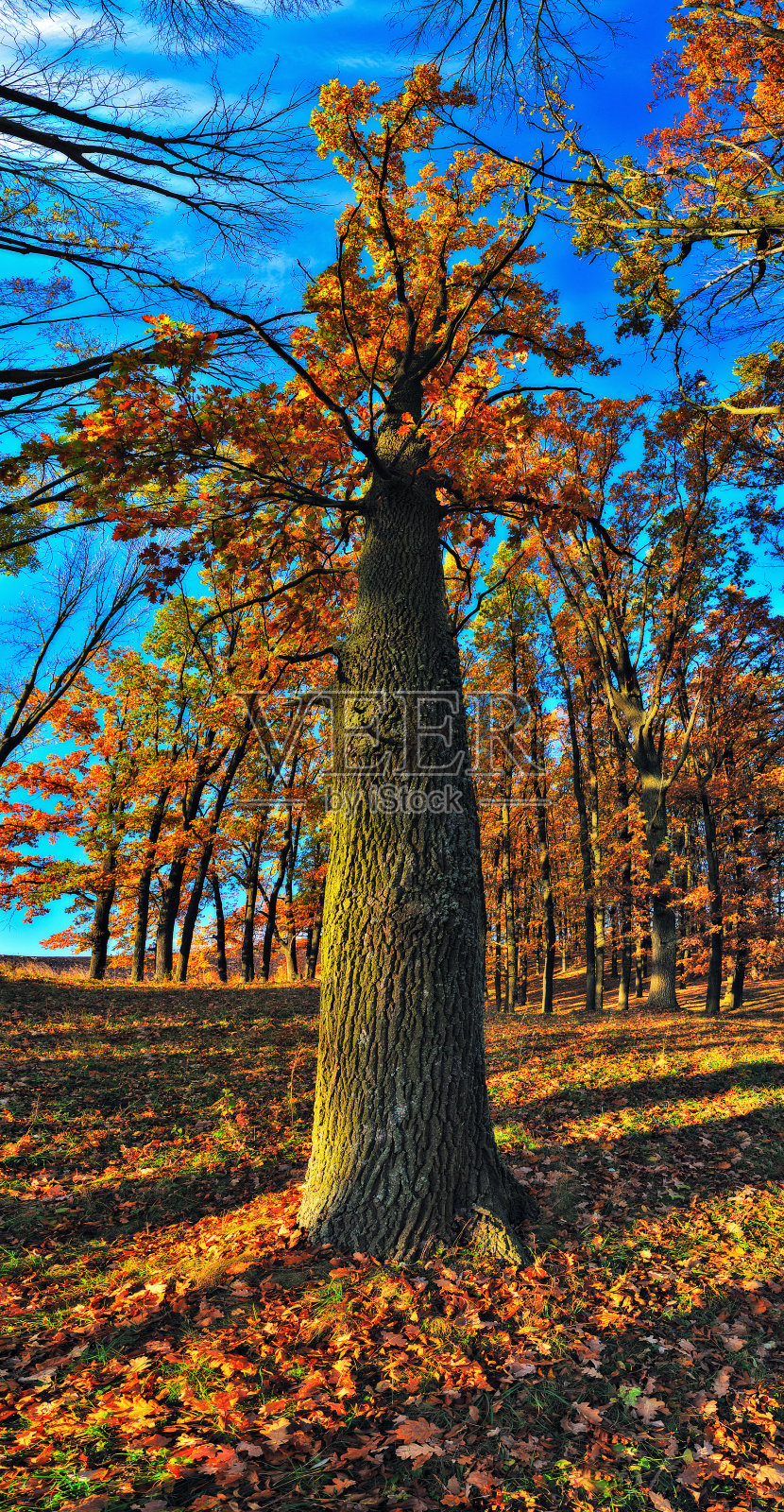 秋天森林里的日出。秋高气爽的自然景观照片摄影图片
