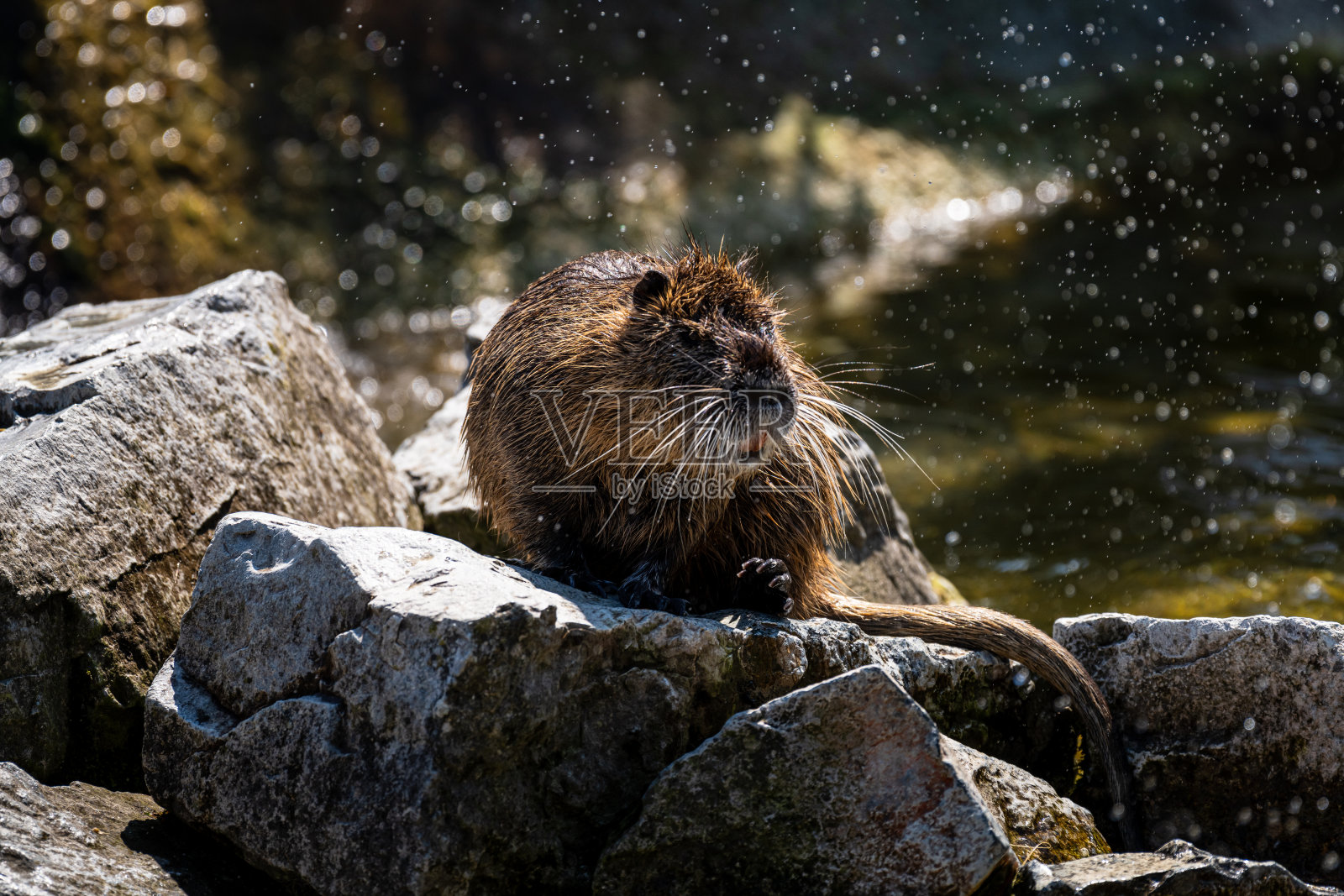 海狸鼠在河流中栖息。海狸鼠，鼠狸，海狸的大牙齿在河附近晃动(野生动物场景-高分辨率图像)照片摄影图片