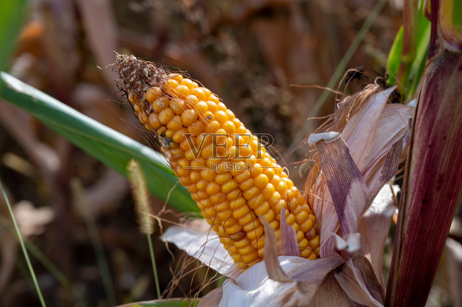 成熟的黄玉米芯准备收割了照片摄影图片