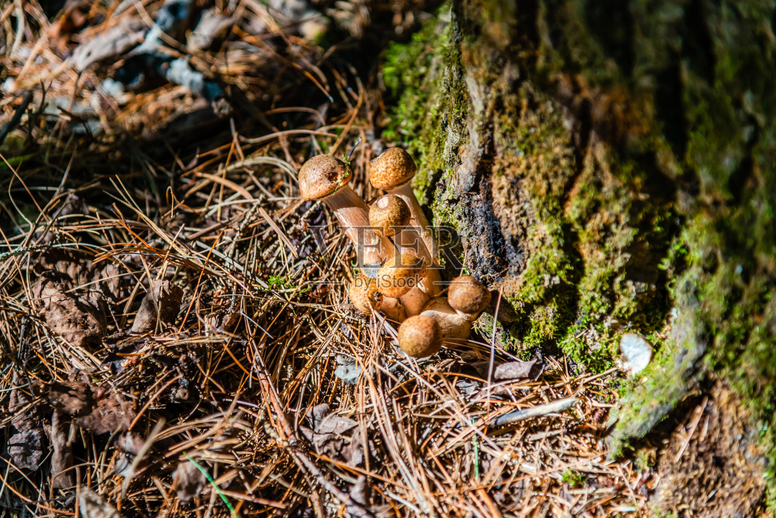 森林里的蜂蜜蘑菇照片摄影图片