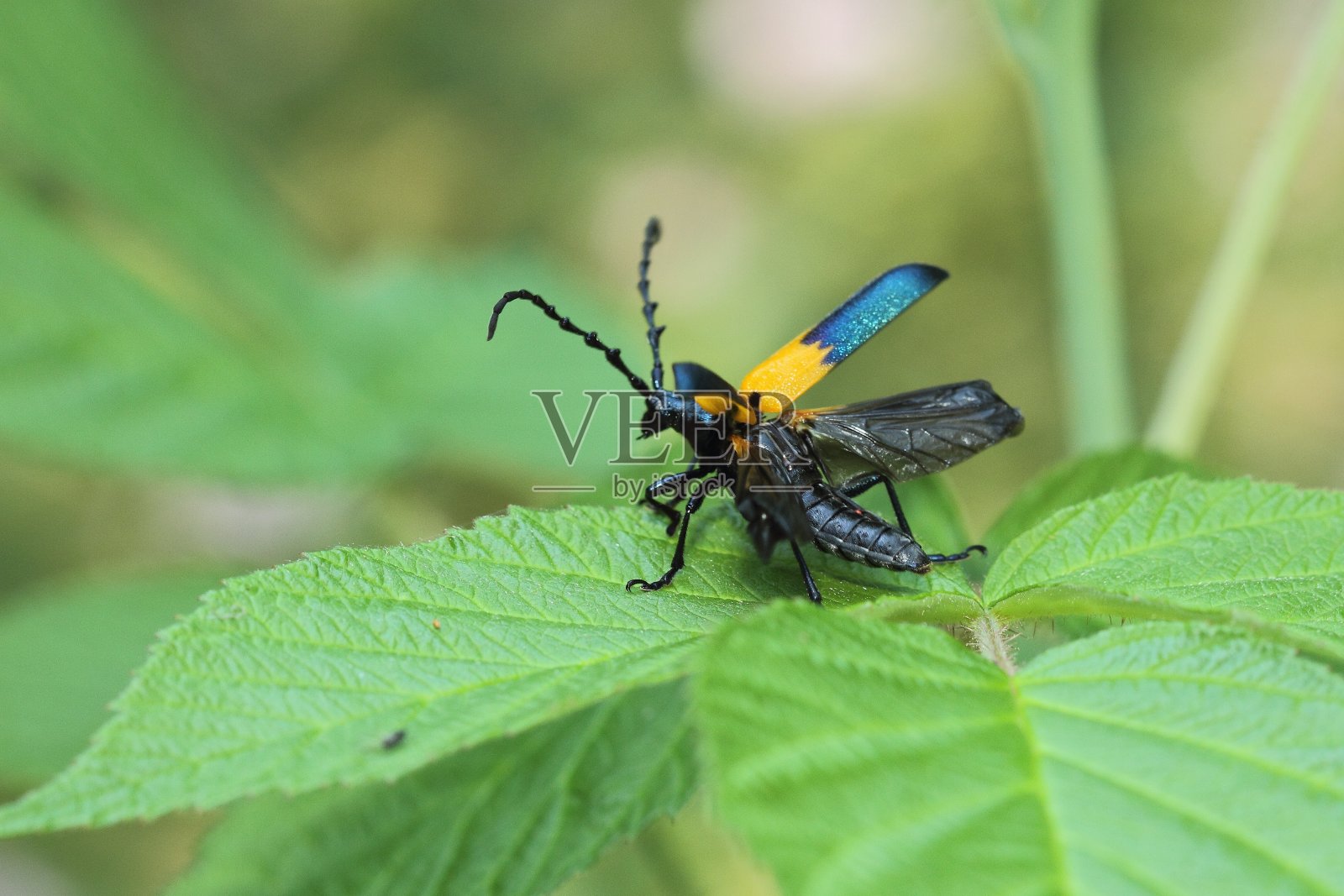 门面漆照片摄影图片