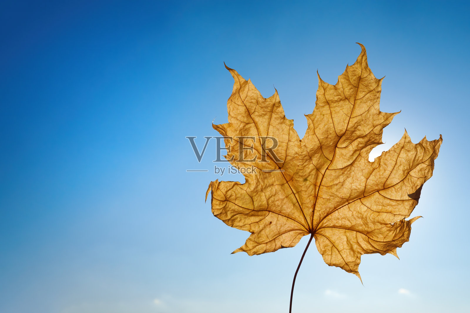 蓝色晴空下的枫叶，留白区域，秋日氛围照片摄影图片