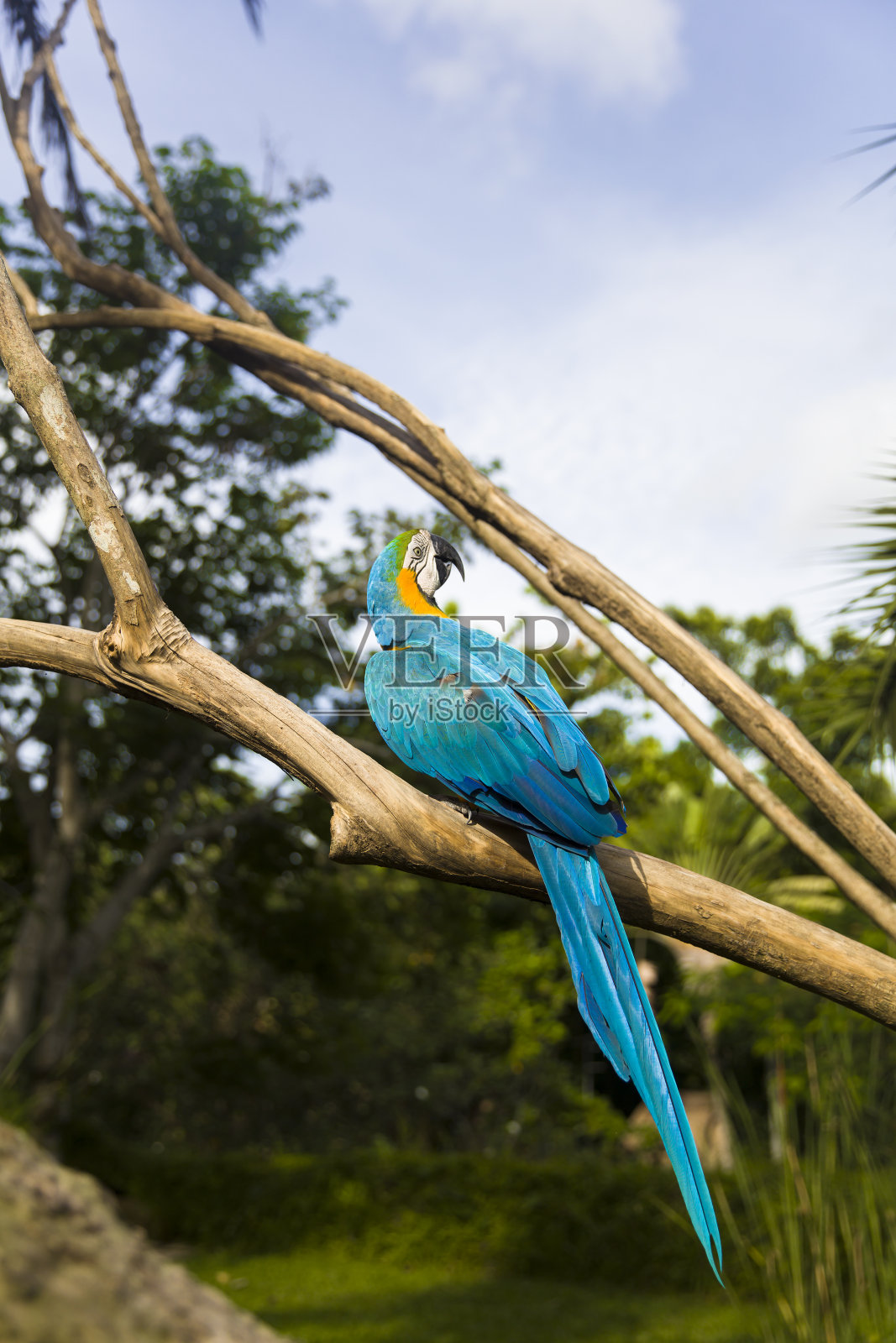 蓝色和黄色金刚鹦鹉照片摄影图片