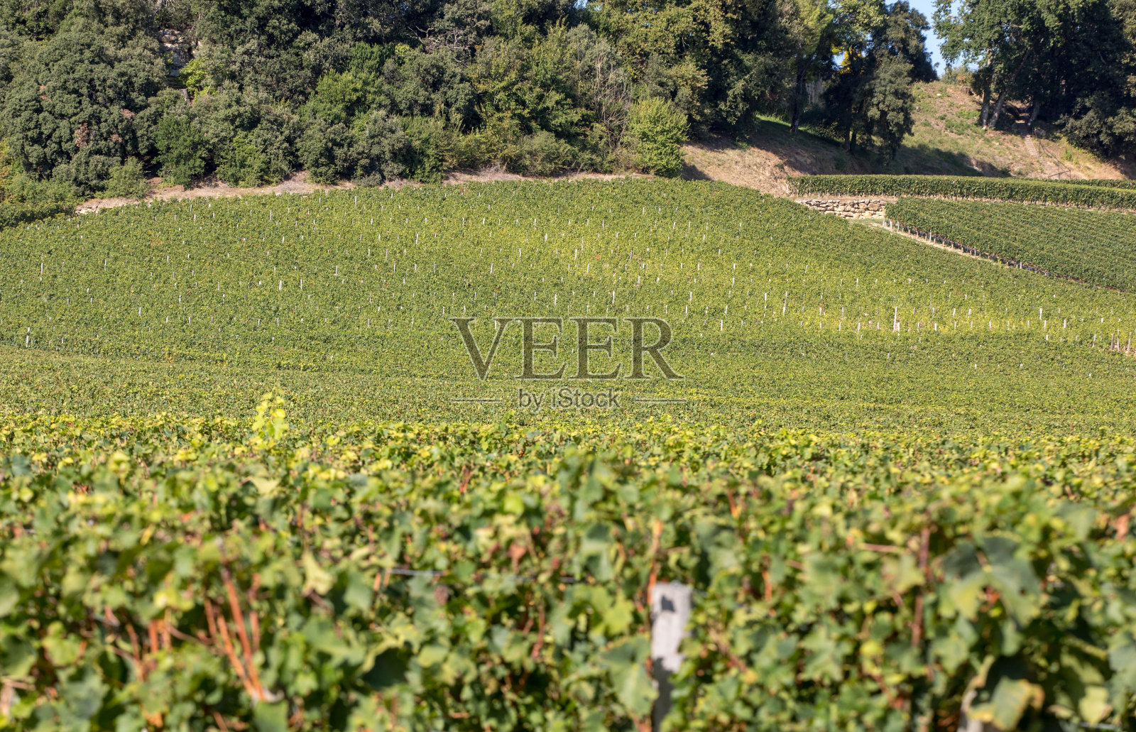 圣爱美浓地区葡萄收获前，葡萄园里成排的成熟的红梅洛葡萄。法国照片摄影图片