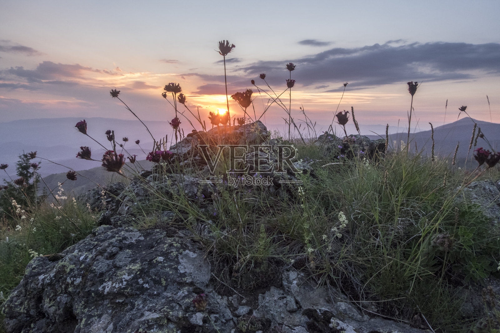 日出时山野上的花。照片摄影图片