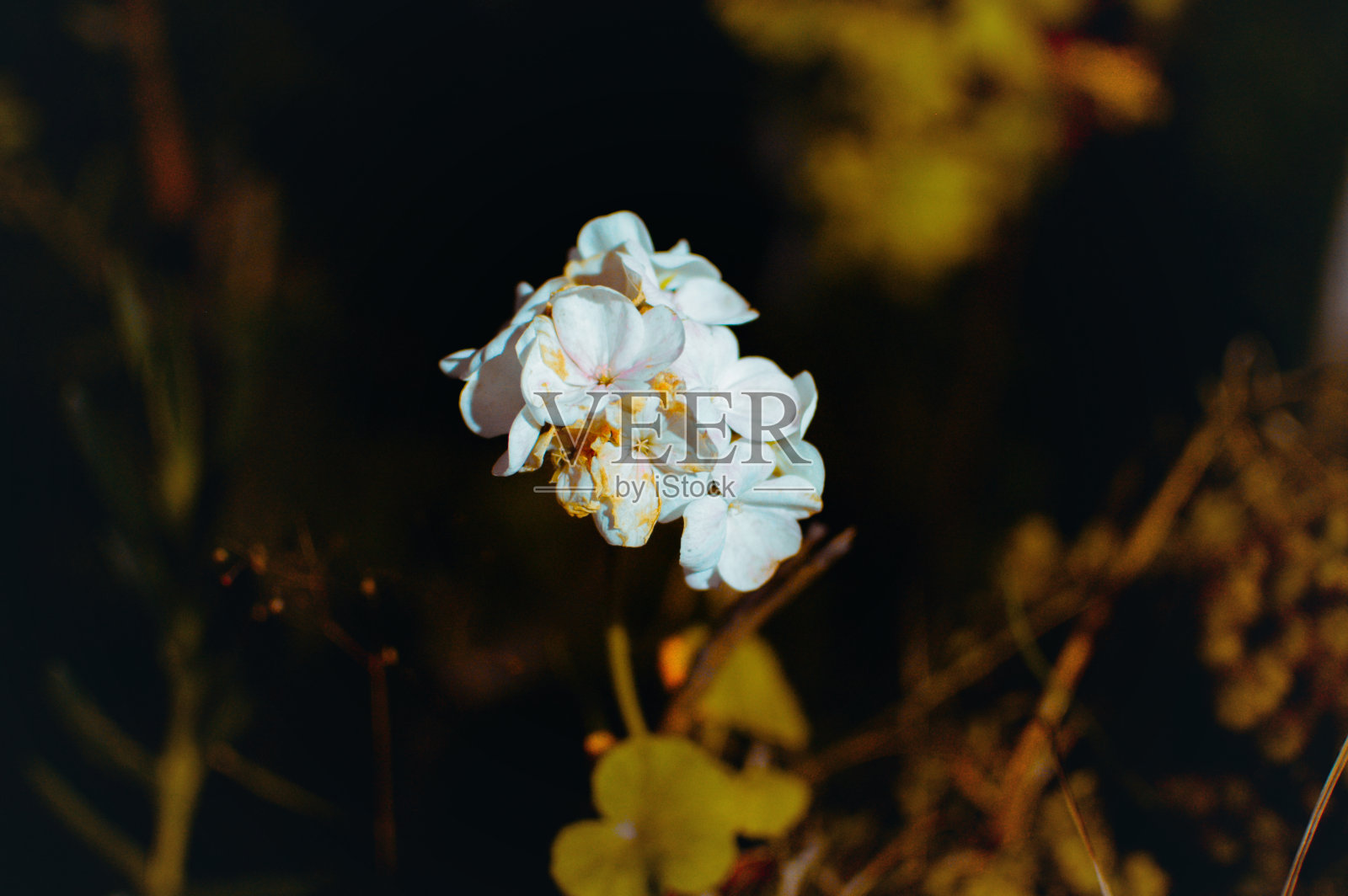 孤独的花朵照片摄影图片