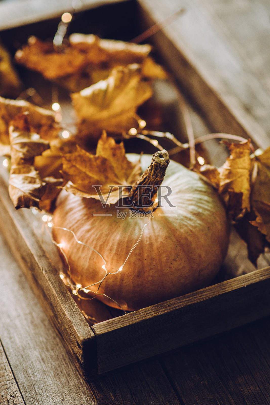 新鲜收获的南瓜用枫叶装饰在餐桌上照片摄影图片