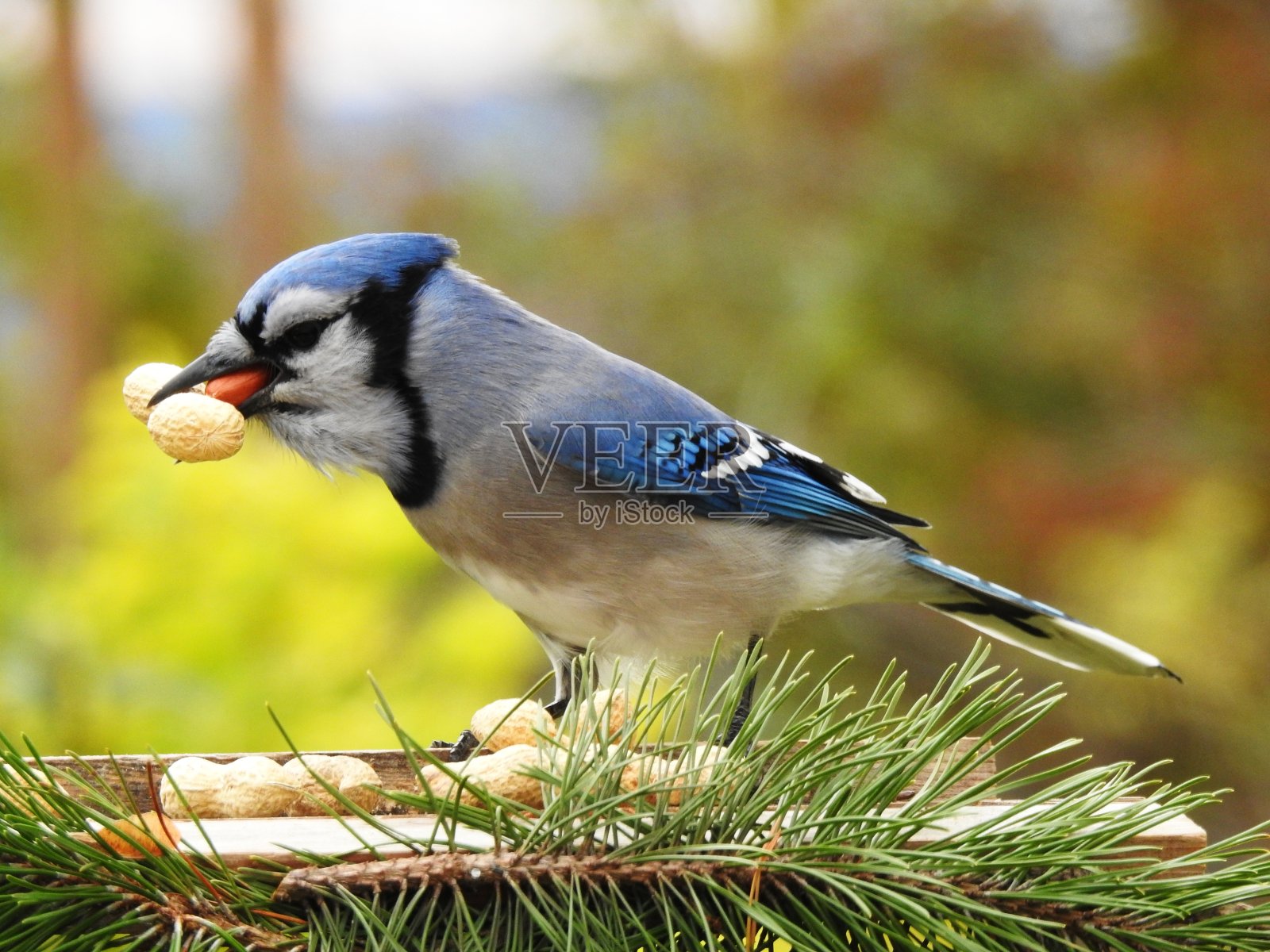 蓝色的照片摄影图片